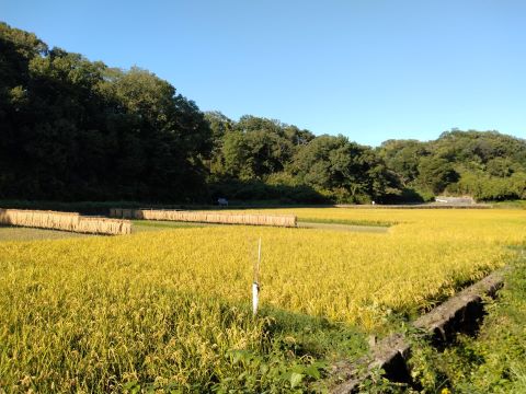 Consideration on Consensus Building in Water Use from Environment of Satochi-Satoyama